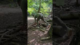 Simplesurvival shelter wildman camping survival [upl. by Philoo]