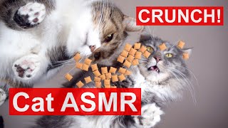 Mukbang Cats eating crunchy treats Dreamies snacks funny Cat ASMR sound [upl. by Elay]