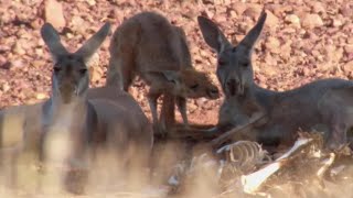 Amazing Kangaroo Technique to Stay Cool  Planet Earth  BBC Earth [upl. by Desmond]