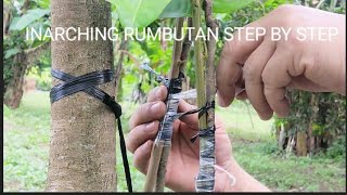 Inarching rambutan stepbystep [upl. by Nesrac]