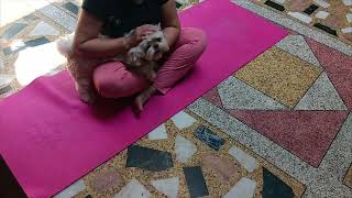 shihtzu bring news paper  shih tzu  dog training  shihtzudog viral dogvideo [upl. by Petunia632]