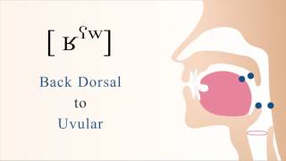 ʁˤʷ  voiced pharyngealized labialized dorsal uvular non sibilant fricative [upl. by Nirihs]