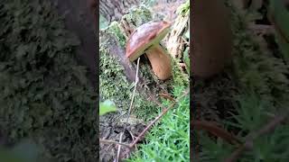 Boletus Badius 2024🍄 [upl. by Severn]