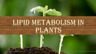 Lipid Metabolism in Plants 🌳🌳 βoxidation  Glyoxylate Cycle  Lipase Hydrolysis  Overview [upl. by Pete]