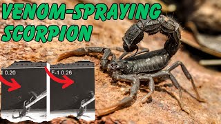 Top 10 Deadliest Scorpions in the World [upl. by Gillespie]