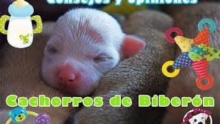 CACHORROS DE BIBERÓN  Consejos cuidados opinión [upl. by Pasadis]