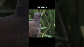 LYRE BIRD IMITATES HUMAN SOUNDS [upl. by Idnic216]