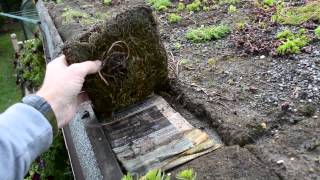 DIY Sedum shed roof [upl. by Alvar]