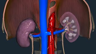 Rene  Anatomia macroscopica [upl. by Moretta988]