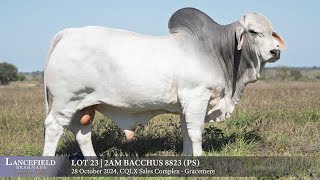 Lot 23  2AM BACCHUS 8823 PS [upl. by Coveney]