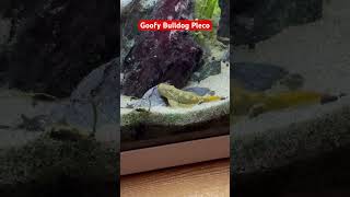 🤣 Bulldog Pleco plecofish pleco plecostomus fishtank fish aquariumfishkeepers fishkeeping [upl. by Drawe]