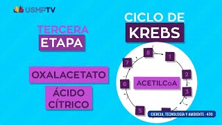 Metabolismo celular  curso completo didáctico  USMPTV [upl. by Krenek100]