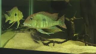 Geophagus pyrocephalus quotRio Tapajosquot WC w fry 06062024 [upl. by Octavla832]