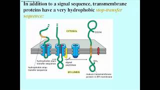 308 Integral Membrane Proteins Have Stop Transfer Sequences [upl. by Adiaros]