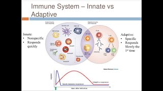 IMMUNOLOGY II INNATE HUMERAL AND CELL MEDIATED IMMUNITY [upl. by Dlnaod927]