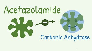 Mechanism of Action of Acetazolamide  a Carbonic Anhydrase Inhibitor [upl. by Ornstead]