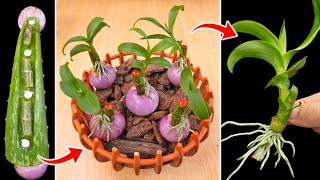 Summary of tips to propagate orchids with aloe not everyone knows [upl. by Soma]