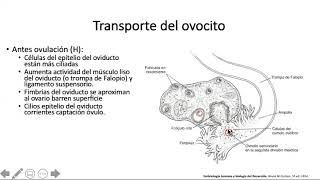 Fecundación y segmentación  Reproductor y desarrollo [upl. by Nil535]