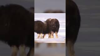 🥶Bajo el pelaje 🥶animales animals muskox buey fauna animalessalvajes tedoyeldato [upl. by Si]