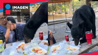 Oso devora la comida de una familia que se encontraba en el Parque Ecológico Chipinque [upl. by Nerty]