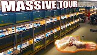 Over 400 Aquariums of Rare Fish  Dansfish Warehouse Tour [upl. by Ailehc359]