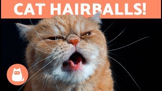 HAIRBALLS in CATS  Symptoms and Treatment Options [upl. by Atiek509]