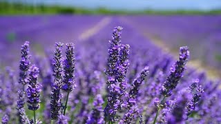 فوائد عشبة الخزامة  Benefits of lavender  فوائد عشبة الخزامى [upl. by Savart]