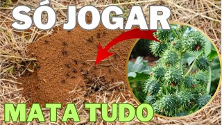 inseticida MATA TUDO a MAMONA mata as pragas da plantas e aduba e acaba com formigueiroformigas [upl. by Takakura]