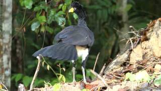 Black Curassow  Crax alector  Mutumporanga [upl. by Sotsirhc]