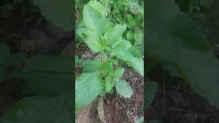 गंगुतार  ओसाडी  Ageratum conyzoides  Western Ghats Medicinal Plants farming agriculture health [upl. by Brainard]