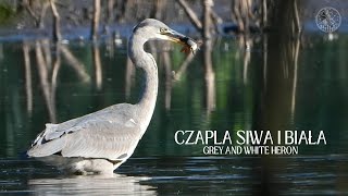 Czapla siwa i biała  żerowanie na wysychającym jeziorze  Grey and white heron [upl. by Wrennie]