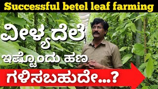 Betel leaf farming  Polyhouse Farming  Viledele krishi  Betel leaf farming profitable [upl. by Leilah]