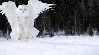 Snowy Owls  Why Is It The Most Skilled Arctic Predator  Wildlife Documentary [upl. by Ailed318]