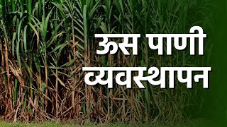 Sugarcane Water Management ऊस पाणी व्यवस्थापन  ॲग्रोवन [upl. by Akived]