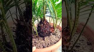 plangarden cycas revuluta exotic trending rare reels viral youtubeviralvideos youtubreels [upl. by Meunier]