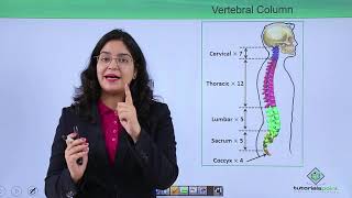 Class10th – Bones of vertebral column  Locomotion and Movement Hindi  Tutorials Point [upl. by Herv]