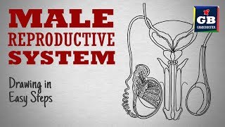 CLASS 12 I Anatomy of MALE Reproductive System part2 I MALE External Genitalia I RBCBiology [upl. by Lorou]