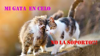 MI GATA EN CELO ¿NO PUEDO DORMIR ¿QUE HAGO NO LA SOPORTO [upl. by Cogen311]