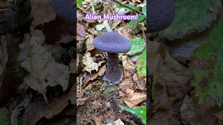 Strange Purple Mushrooms [upl. by Marshal]