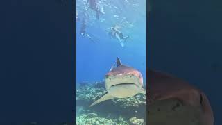 Dream Dive Scuba with Tiger Sharks🦈💦🌞🐬🦈🤿🌊shorts youtubeshorts shortsfeed viralvideo trending [upl. by Williams444]