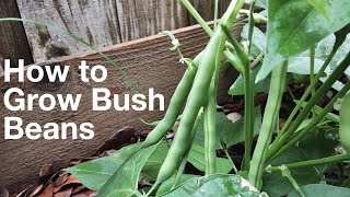 How to Grow Bush Beans [upl. by Atterbury]