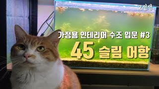 고양이용 피씨방 179일 3 고양이 피씨방 생이새우 오토싱 [upl. by Matthew284]