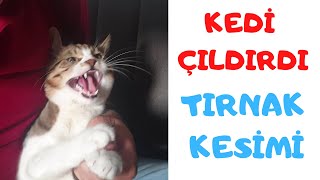 KEDİ TIRNAK KESİMİ NASIL YAPILIR HIRÇIN KEDİ TIRNAK KESİMİ [upl. by Ailimac]