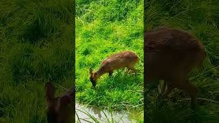 Blackbuck OR ANTILOPE CERVICAPRE shortsviral animalife animal blackbuck asiananimals [upl. by Dorsy]