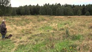 Spaniel training on Partridge [upl. by Ajnot497]