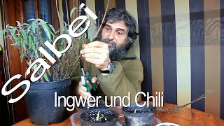 Echter Salbei Ingwer und Chili [upl. by Alasteir]