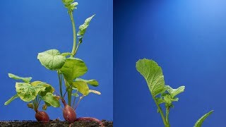 Radish TimeLapse  68 days  Soil cross section [upl. by Bledsoe]