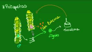 Sistema reprodutor dos Poliquetos e Hirudíneos  Zoologia  Biologia [upl. by Cly]