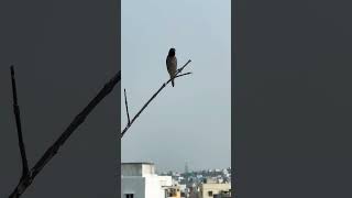 Munia bird sounds naturesounds terracegarden [upl. by Ardel]