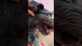 GUAU GUAU 🐶💖family pets dog adoptionislove schnauzer doglover dream home sleep familydog [upl. by Arjun]